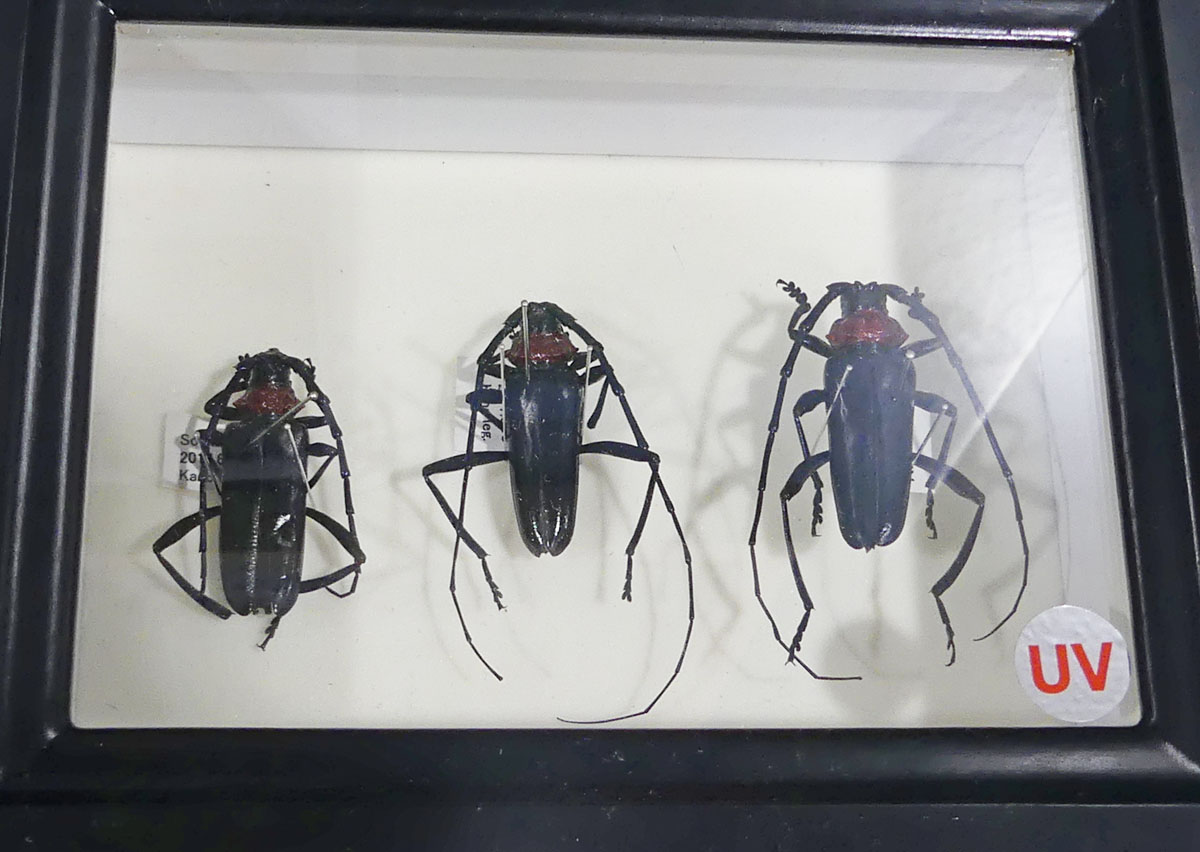 イメージ 4