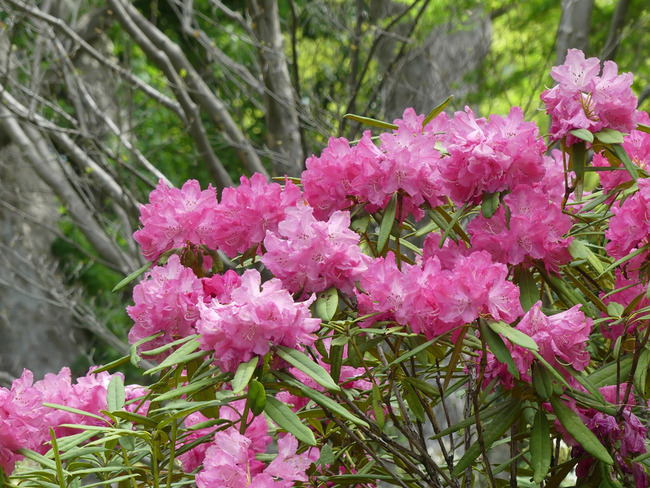 P1700171