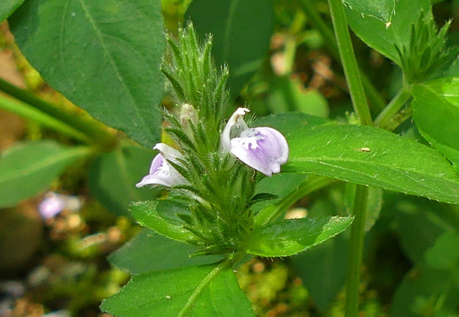 P4490541
