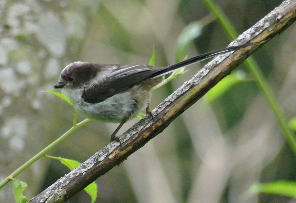 エナガの幼鳥は目が赤い 四季の風2 エナガの幼鳥は目が赤い 四季の風2