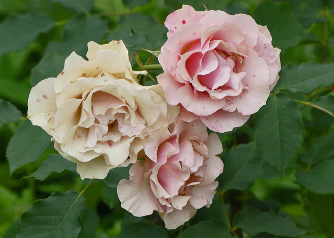 P2990216