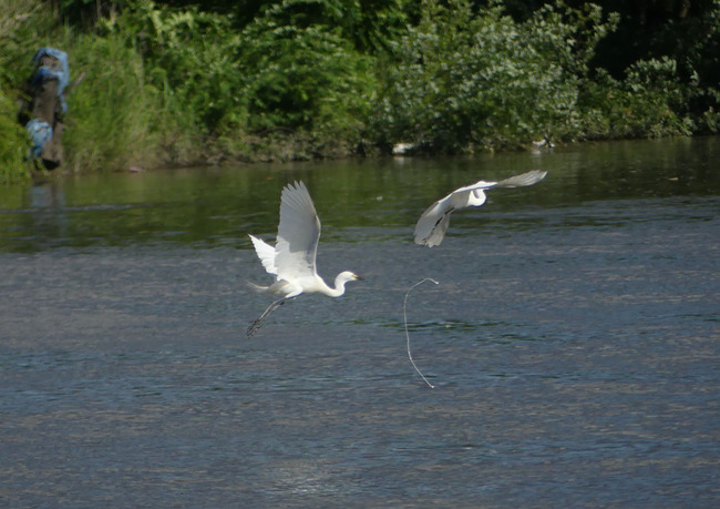 P3390394