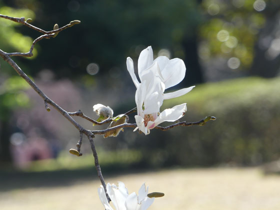 イメージ 10