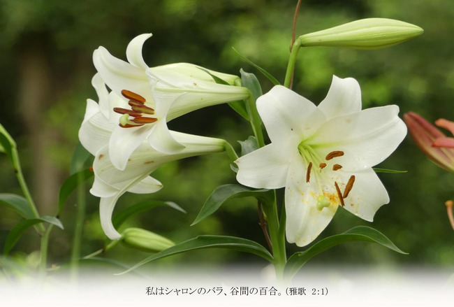 T038はがきサイズ　よこ白ユリT004
