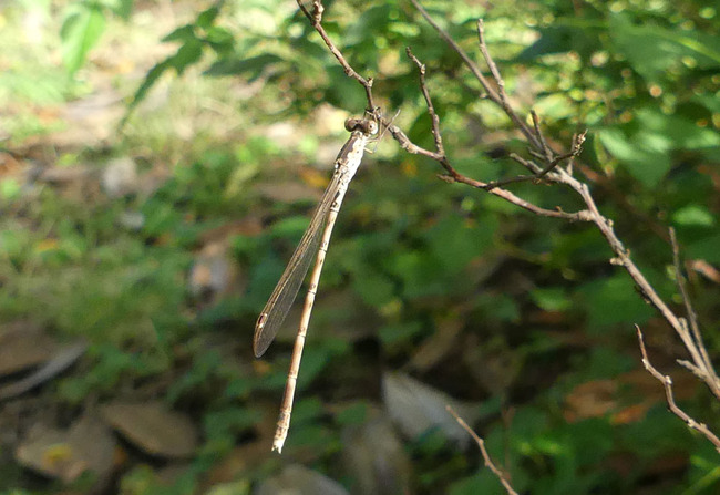 P6790081