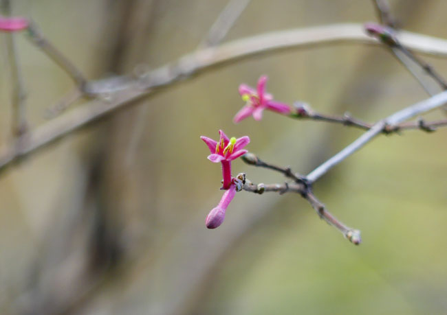 miyamauguisukaguraP4190661_edited-1