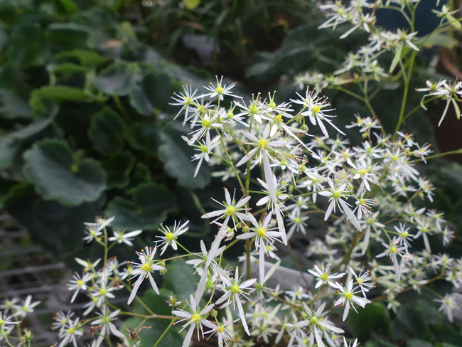 P4630201