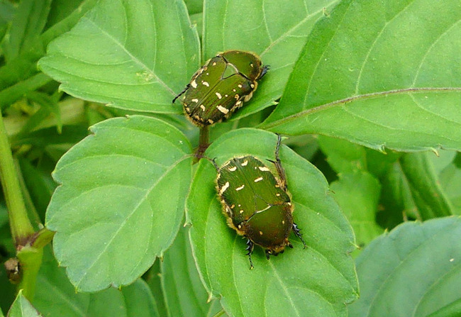 P5310137