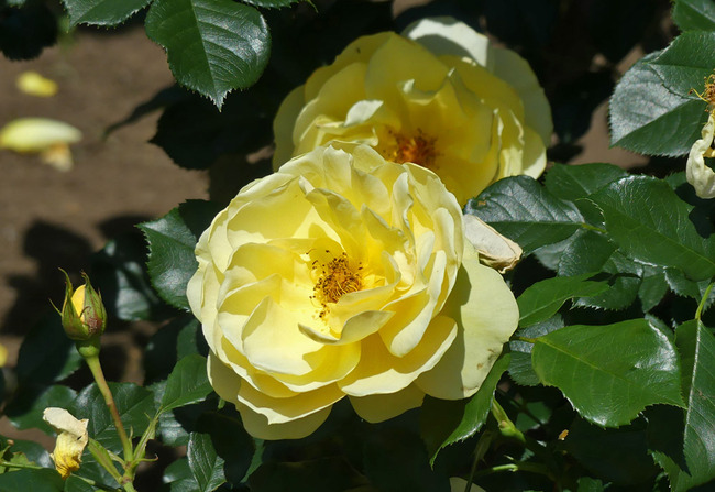 P1780746