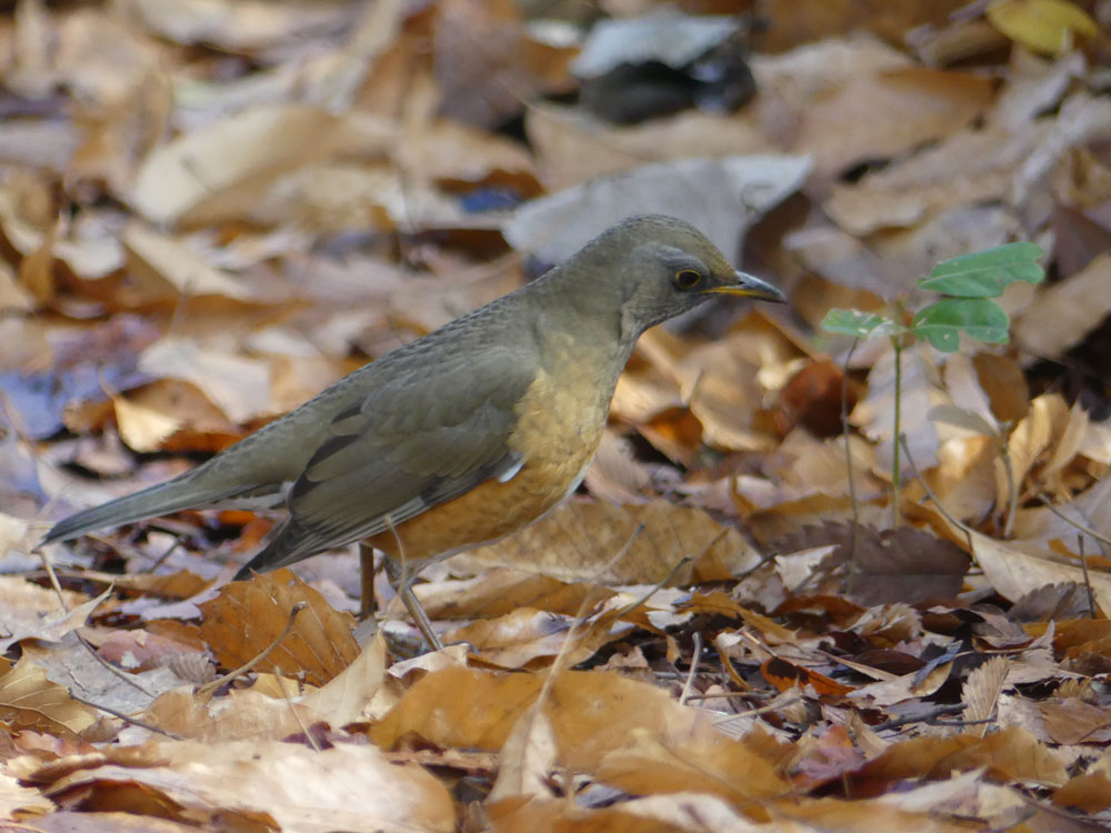 アカハラ接近 四季の風2 アカハラ接近 四季の風2