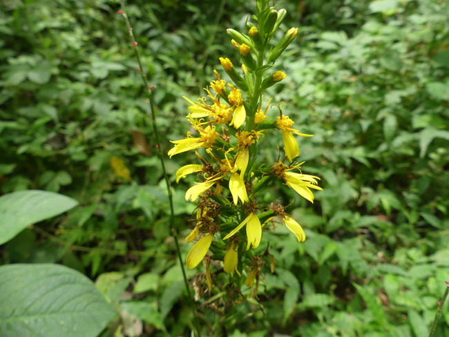 P7970407