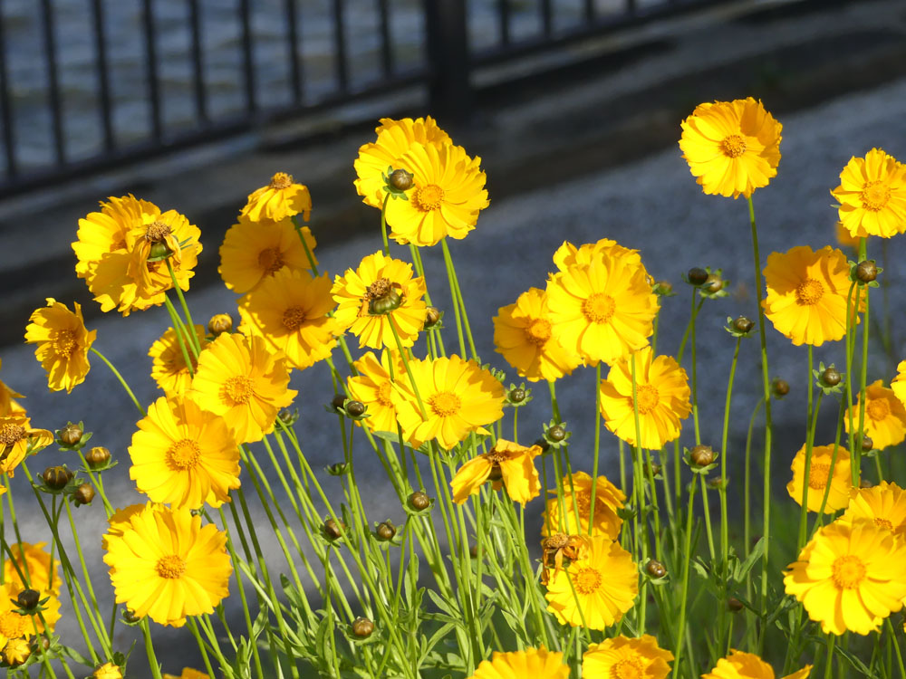 キンケイギクとキョウジシギとブラシの木 四季の風2 キンケイギクとキョウジシギとブラシの木 四季の風2