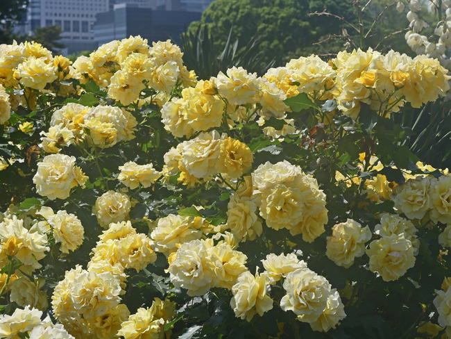 P4060751