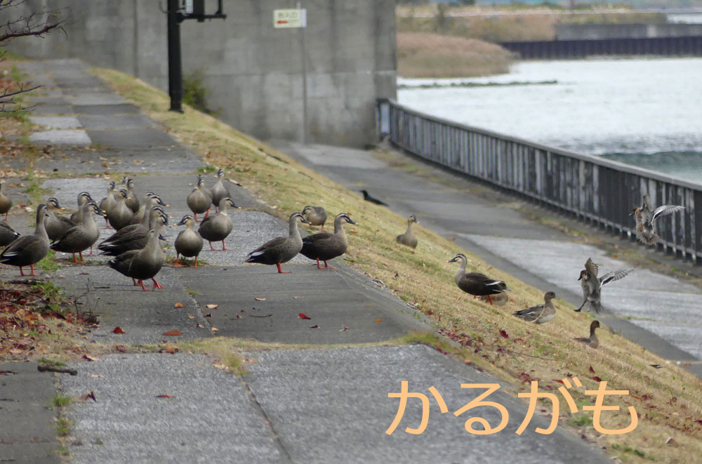 かるがも 夢の島 四季の風2