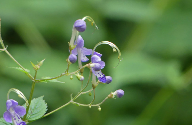 P4660124
