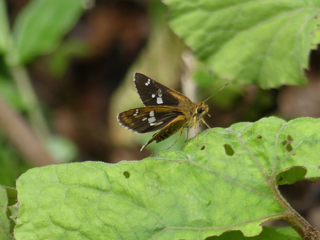 P5100312_edited-1