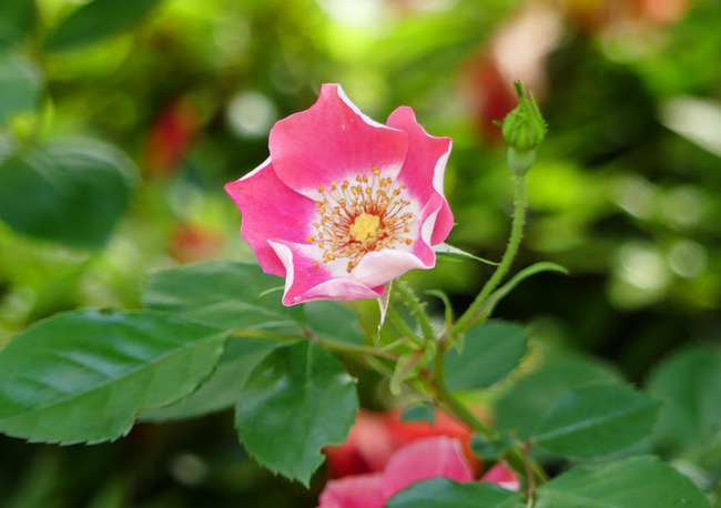P4730358_edited-1