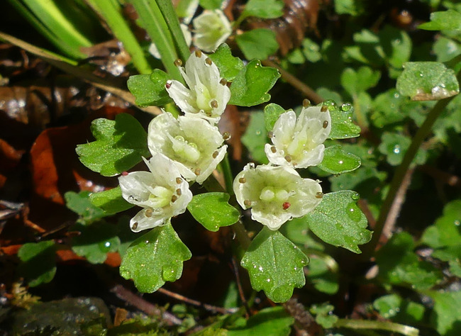 P4680302