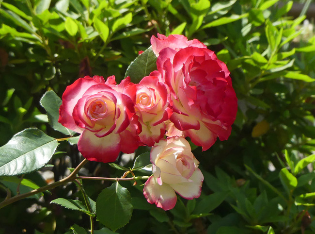 P4050608