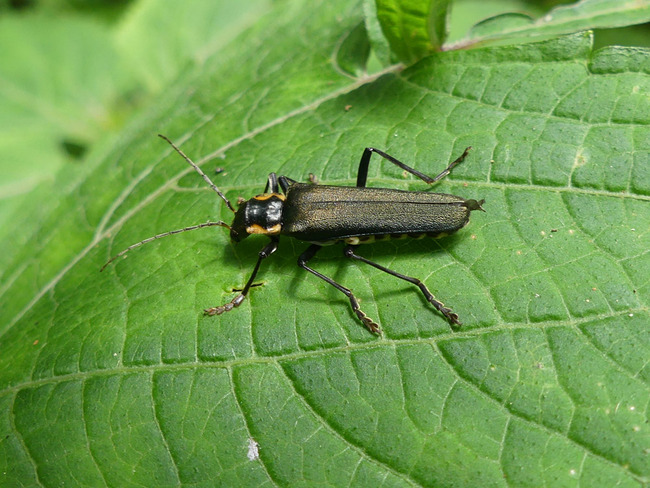 P5230503
