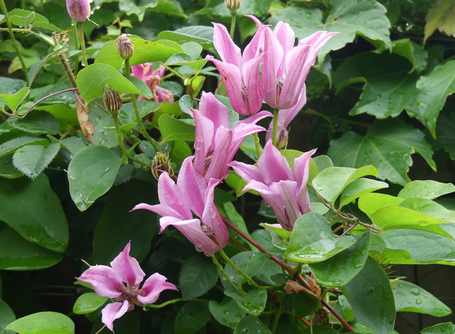 P6460230