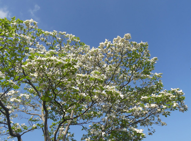 P4010208
