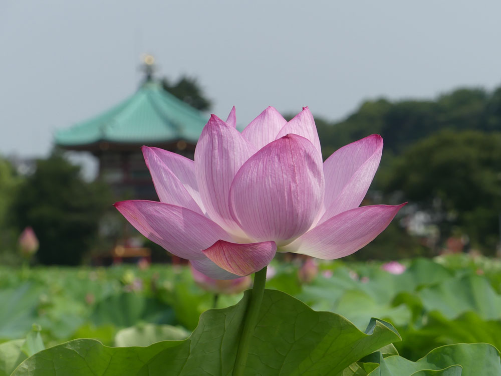 イメージ 8