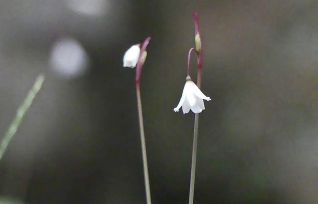 P1110367