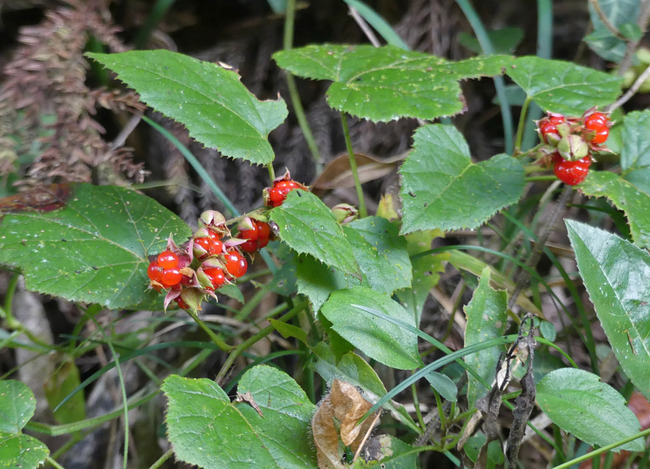 P5760291