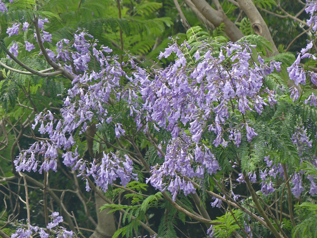 P4120259