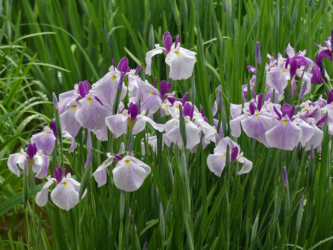 P6490243