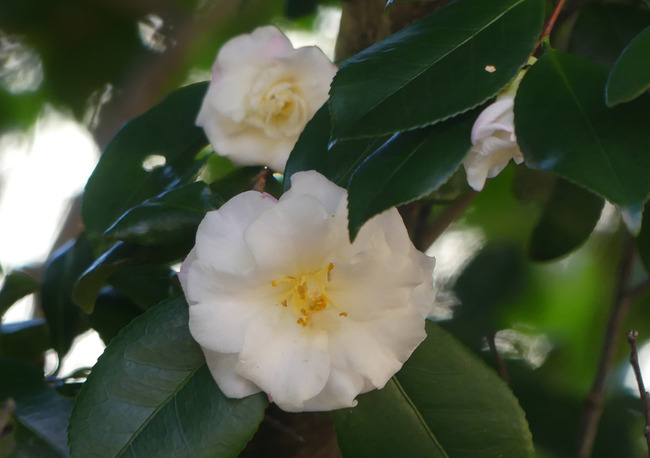 P2460155