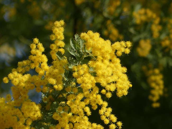 P4360277