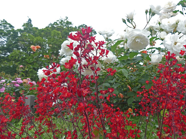 P4030566