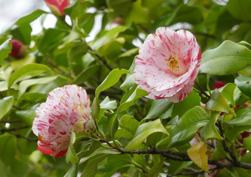 椿など花 四季の風2 椿など花 四季の風2