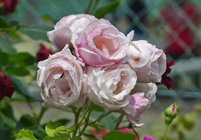 P1830142