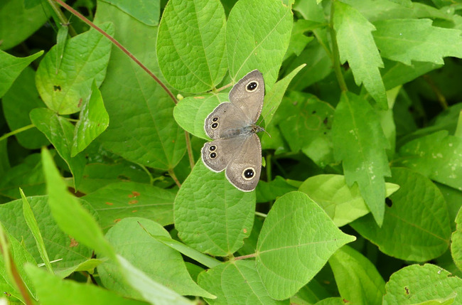 P6650418