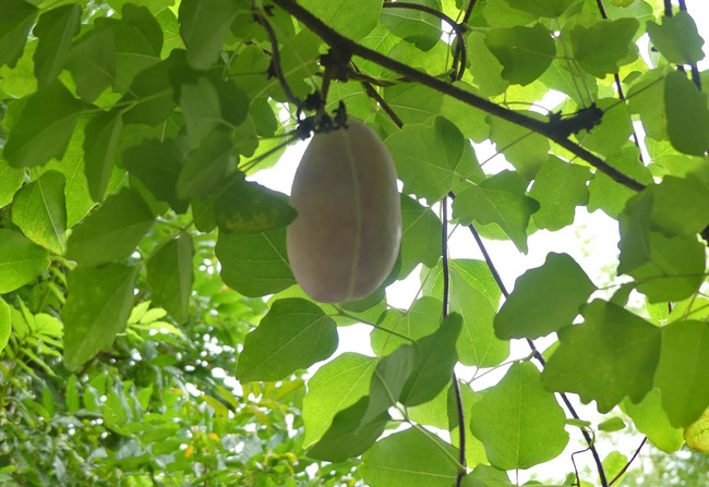 P3500279