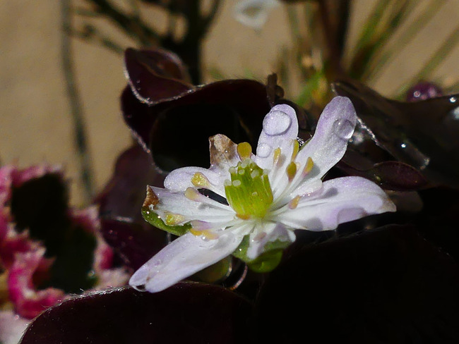 P4550864