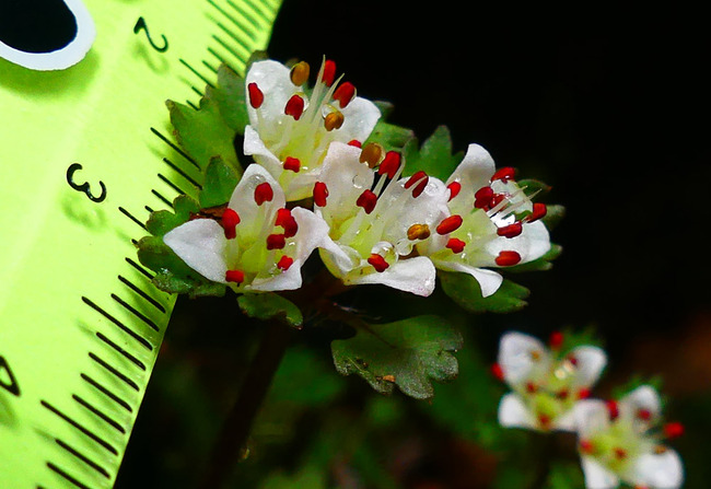 P4690445