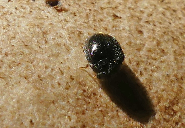 P6790331