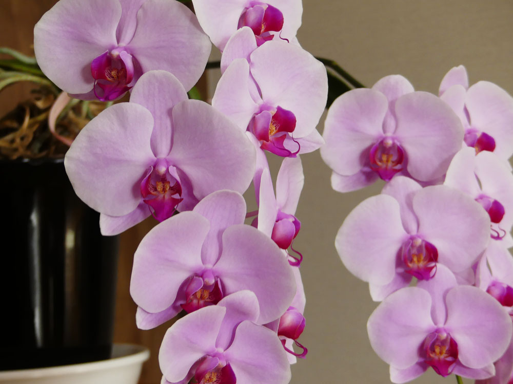 胡蝶蘭見ごろに 四季の風2