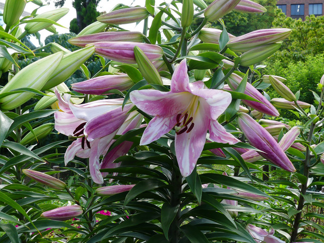 P5220056
