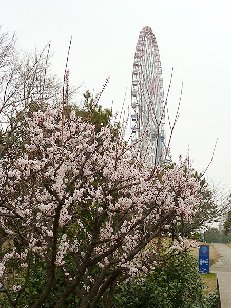 イメージ 6