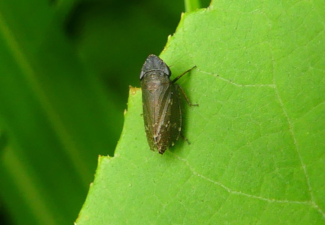 P6650453