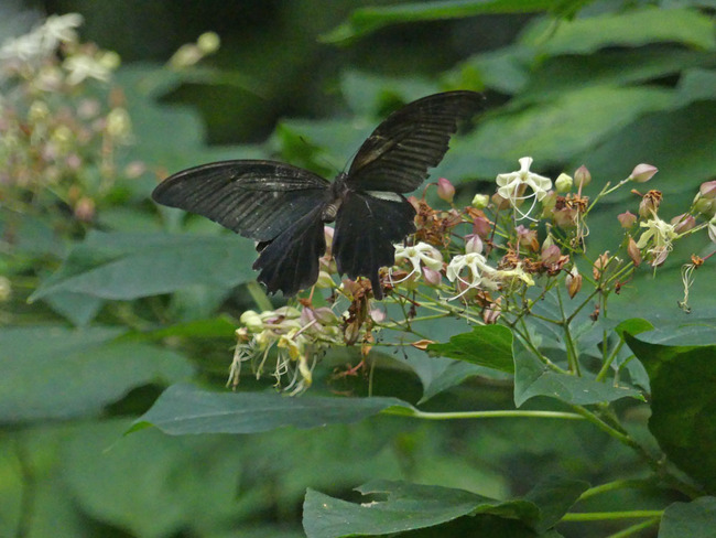 P5180857