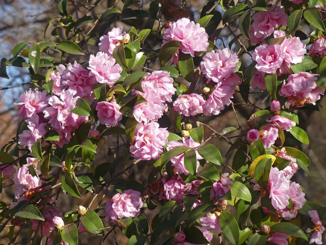P3730667
