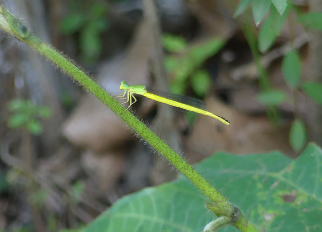 P6680151