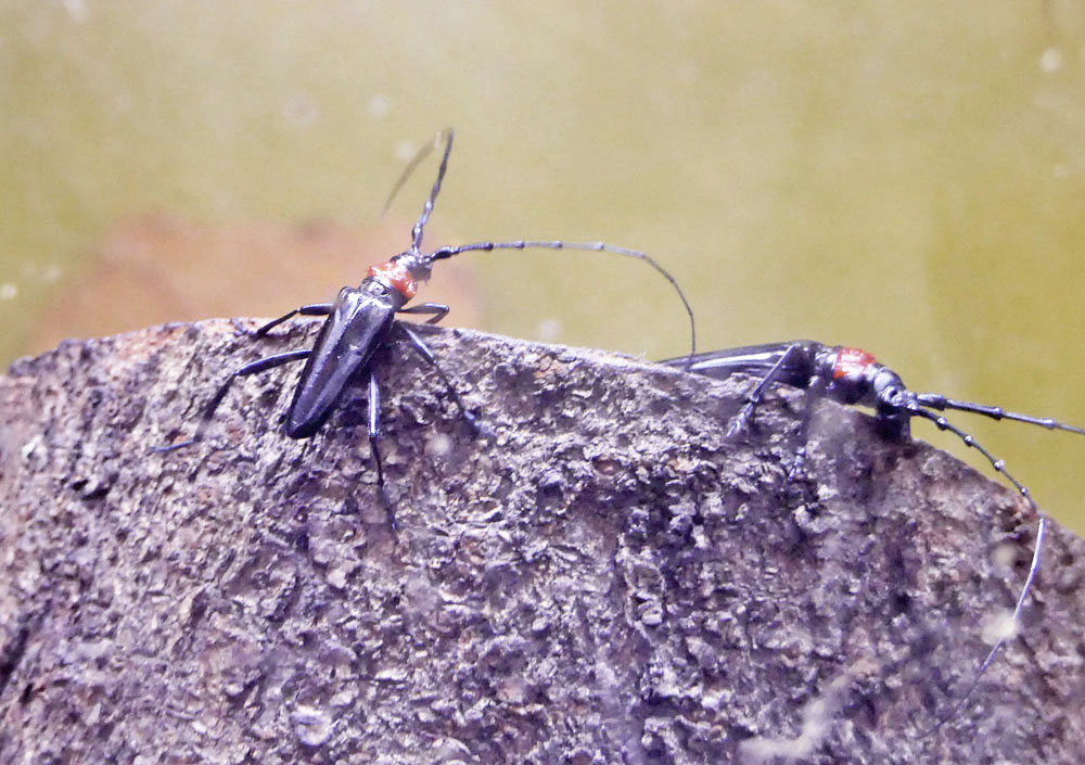 害虫クビアカツヤカミキリに注意 四季の風2 害虫クビアカツヤカミキリに注意 四季の風2