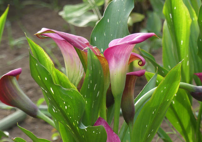 P5220232